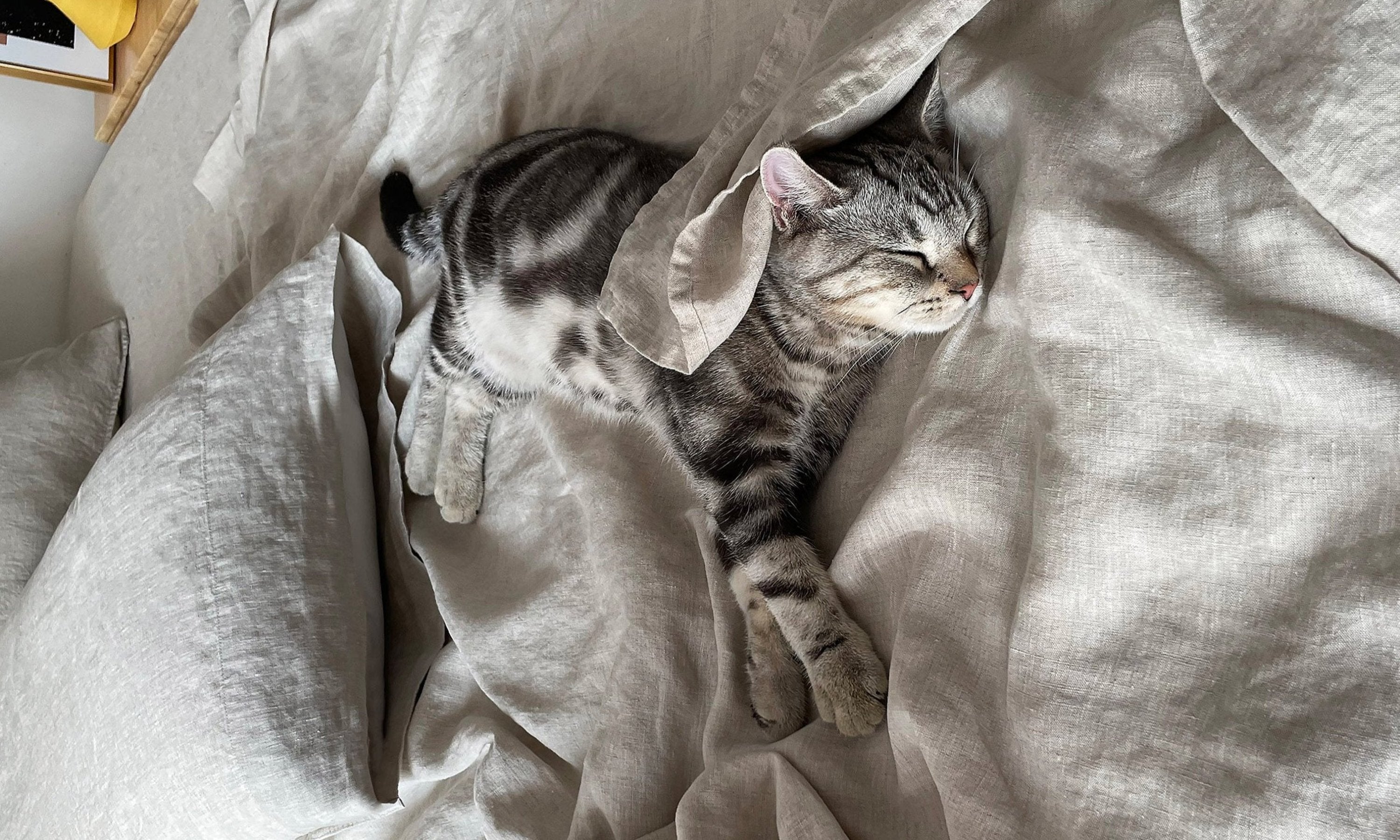 A cat sleeping on the natural linen flat sheet