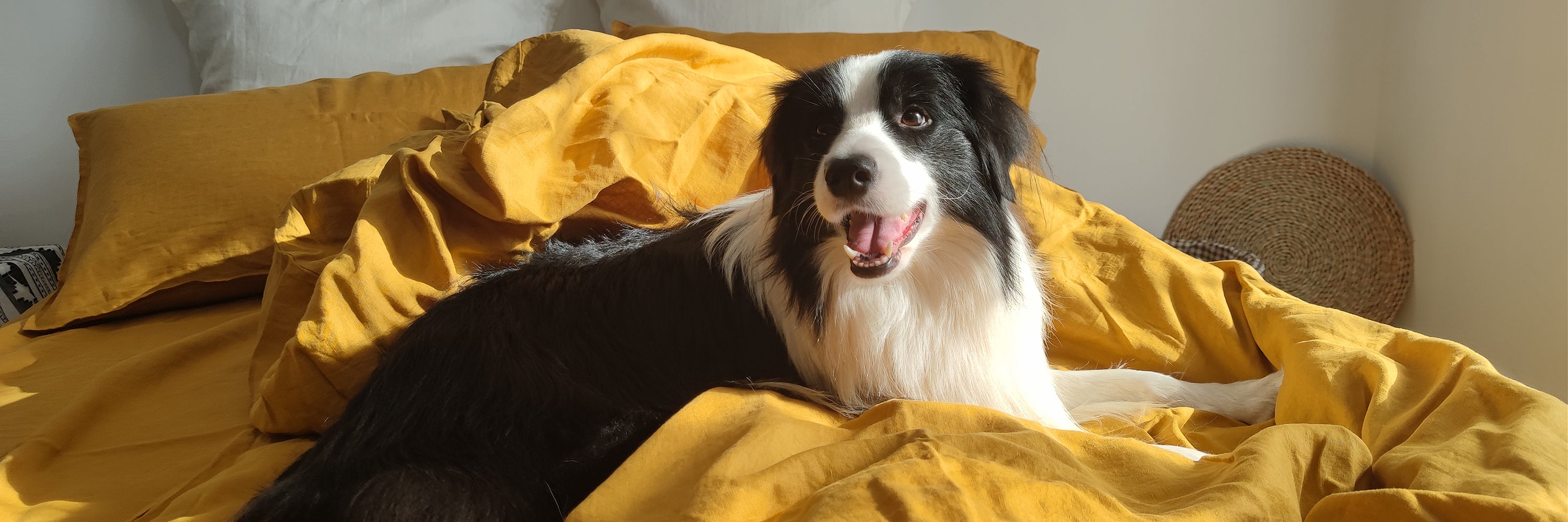 A Border Collie lying on ginger yellow 100% organic linen duvet cover down